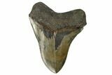 Serrated, Fossil Megalodon Tooth - Polished Blade #128314-2